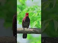 Download Lagu Begini suara burung kedasih violet masteran viral‼️#masteranburung #shorts