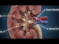 Human Kidney Anatomy Explained Structure Functions How Your Kidneys Work