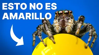 Lo Que las Arañas Saltarinas Nos Enseñan Sobre el Color