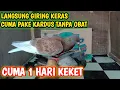 Download Lagu CARA CEPAT MENGGIRINGKAN MERPATI PAKE KARDUS, SEHARI LANGSUNG GIRING KERAS