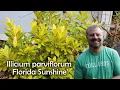 Illicium parviflorum Florida Sunshine