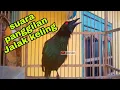 Download Lagu Pancingan suara panggilan cucak Keling untuk memancing burung yang malas bunyi