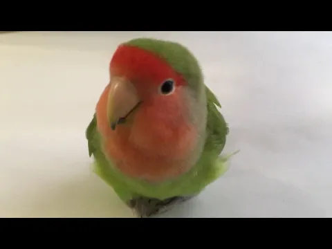 Download MP3 Female peachfaced lovebird chirping