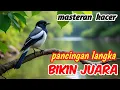 Download Lagu Masteran kacer pancingan langka tembakan jitu bikin juara