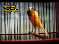Download Lagu Spanish Timbrado canary singing