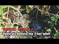 Download Lagu HOTEL BELUT‼️PASTI DAPAT BELUT BESAR TIAP MANCING DI SINI