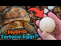 Our Sulcata and Leopard Tortoise had Eggs
