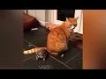 Ozzy Man Reviews Tortoise vs Cat