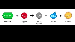 Cellular Respiration Equation Explained