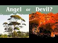 Eucalyptus - The Tree That Chose Violence