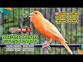 Download Lagu Kenari GACOR NGEREK‼️ Masteran Kenari PAUD dan Pancingan Kenari MACET BUNYI dan Betina NGIWIR - 90
