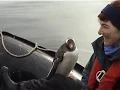 Download Lagu Gentoo Penguin jumps into boat to avoid an Orca.