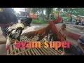 Lagu Yang mau cari ayam bangkok bagus||pasar ayam jatinom klaten tempatnya
