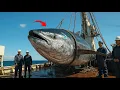 Download Lagu Detik-Detik Nelayan Menangkap Ikan Hiu Raksasa! 15 Ikan Terbesar di Dunia yang Pernah Tertangkap