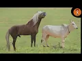 HORSE AND COW CROSS