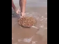 Download Lagu The amount of crabs living in one scoop of sand