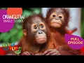 Download Lagu Back to School for Orangutans! | Orangutan Jungle School 301