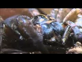 Wolf Spider Eats Cricket Closeup Message to Subscribers