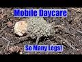Baby Momma - Wolf Spider with Spiderlings