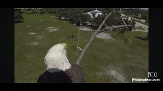 SWFL Bald Eagles 10 14 2025 13 49 