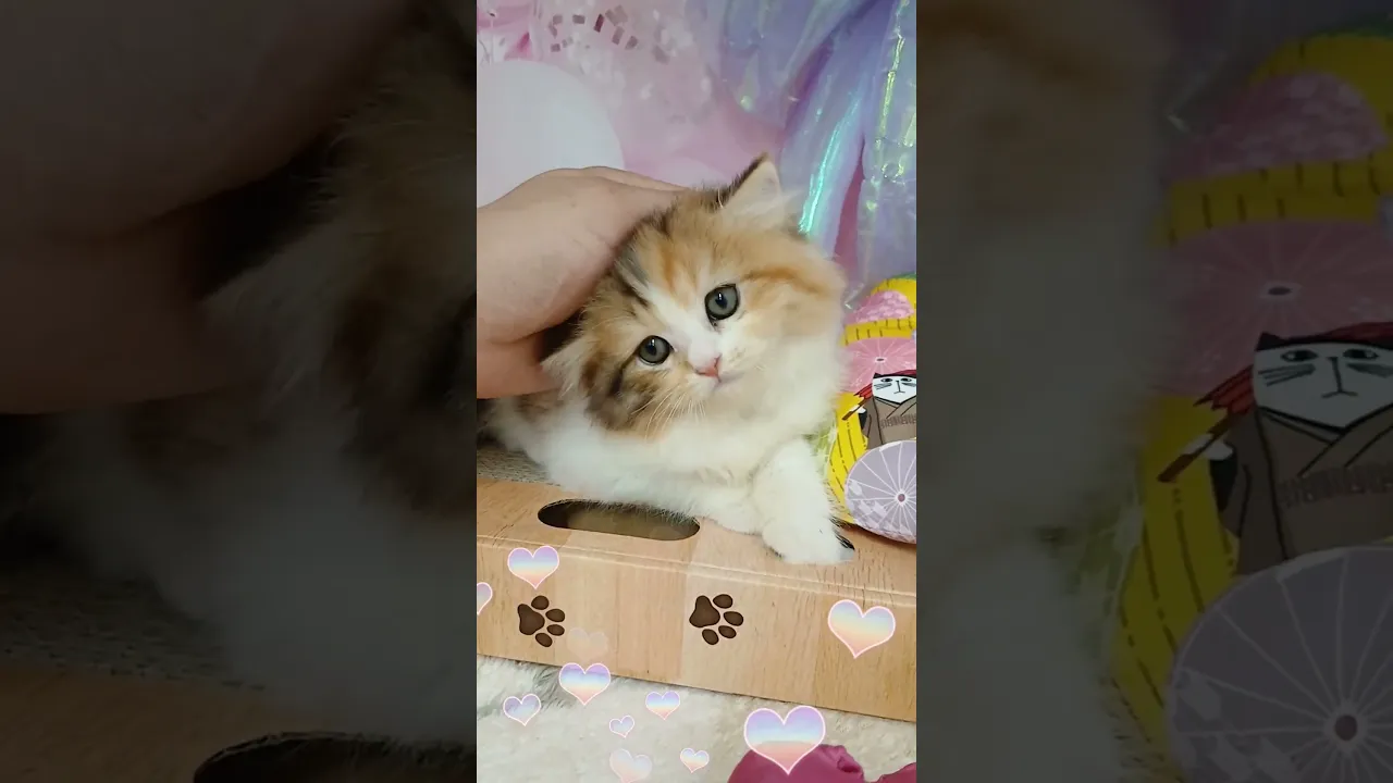 動画