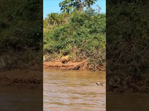 Jaguar Swims Across the River in Search of Prey | Wildlife Encounter #marinereptiles