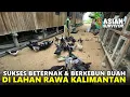 Download Lagu CERITA TRANSMIGRAN SUKSES BETERNAK ENTOK \u0026 BERKEBUN JAMBU DI PERMUKIMAN RAWA TRANSMIGRASI KALIMANTAN