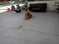 Ollie over fat piece of shit dog