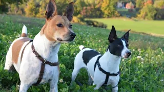 Rat Terrier Dog Rat Terrier Temperament and Behavior How To Take Care of Rat Terriers