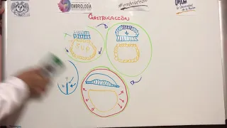 Asesoría de Gastrulación