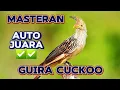Download Lagu GUIRA_CUCKOO BIRD‼️ NEMBAK MATERI KASAR✅✅