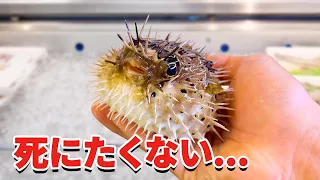 スーパーに売れ残っていたハリセンボンを飼育してみると…