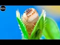 30 Days Venus Flytrap Digestion Time Lapse