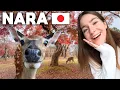 Lagu NARA, JAPAN IS A MUST VISIT 🇯🇵 THIS IS WHY!