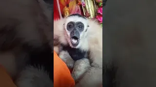 Monkey Sounds Video Animals Funny 