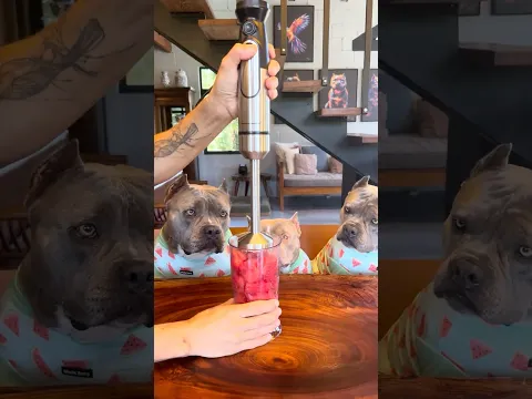 Picolé de Melancia 🍉 para refrescar o calor ☀️ para minhas American Bully 🐾🐾