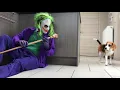 Lagu Funny Beagle Dogs vs THE JOKER! 😂 Nonstop Laughs!