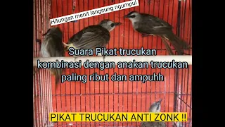 suara pikat trucukan kombinasi dengan anakan trucukan ributt pikat hitungan menit langsung panen 