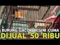 Download Lagu EDAN !! BURUNG GACOR DARI 50 RIBUAN KACER GACOR CUMA 350 RIBUAN DI PASAR BURUNG PRAMUKA
