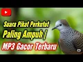 Lagu Suara Pikat Perkutut Paling Ampuh | MP3 Gacor Terbaru