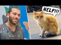 Download Lagu Yaralı Kedi Veterinerden Yardım İstiyor! (Sokak Kedisi İyileştirmek!)