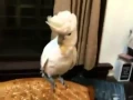 Lagu Parrot Dancing Gangnam Style
