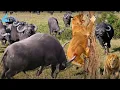 Download Lagu Clash of the Savanna: De onbreekbare buffel versus de Leeuwenkoning #natuurdocumentaire | Wild Ki...