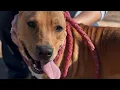 San Angelo Animal Shelter Promo