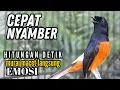 Lagu murai batu FIGHTER BONGKAR ISIAN !! Ampuh buat PANCINGAN murai batu lain jadi EMOSI FIGHTER
