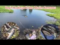 Download Lagu Toman Terganas giantsnakehead 
