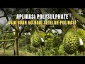 Lagu Aplikasi Pupuk Polysulphate di Usia Buah 60 Hari Setelah Polinasi