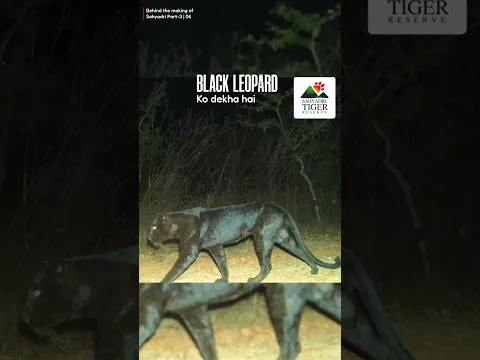 😨Black Leopard spotted in Sahyadri🐆