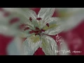 BIG MAMA(빅마마) - We are gonna marry(우리, 결혼해요) (Official Audio)