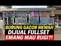 Download Lagu GILA ABIS ‼️ SEMUA BURUNG GACORAN MEWAH DI JUAL FULLSET + BONUS‼️ EMANG BERANI RUGI BRO ?